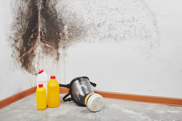 Mold Removal and Inspection in Miramar, FL