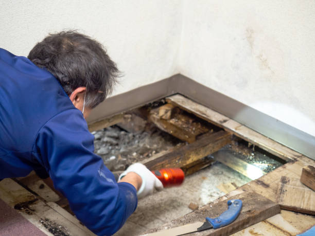 Home Mold Removal in Miramar, FL