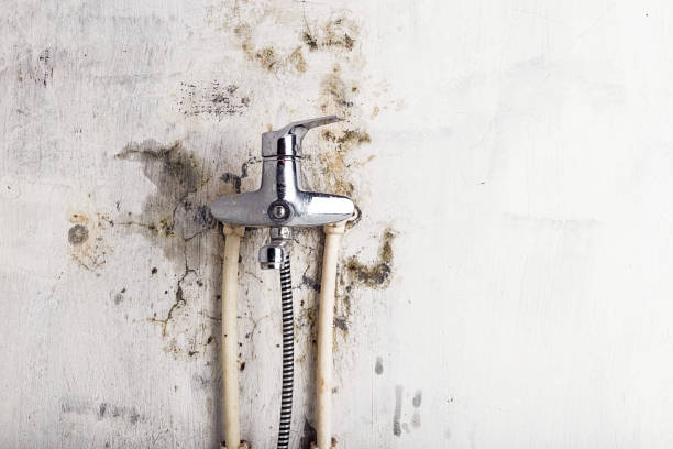 Best Emergency Mold Removal  in Miramar, FL