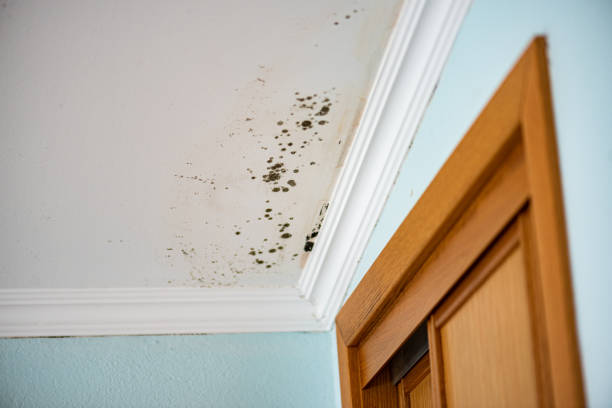 Certified Mold Removal in Miramar, FL