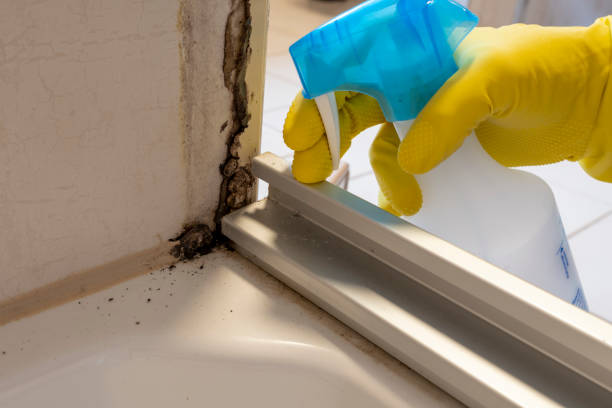 Best Certified Mold Removal  in Miramar, FL