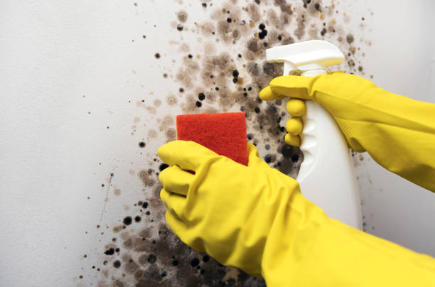 Best Mold Damage Repair  in Miramar, FL