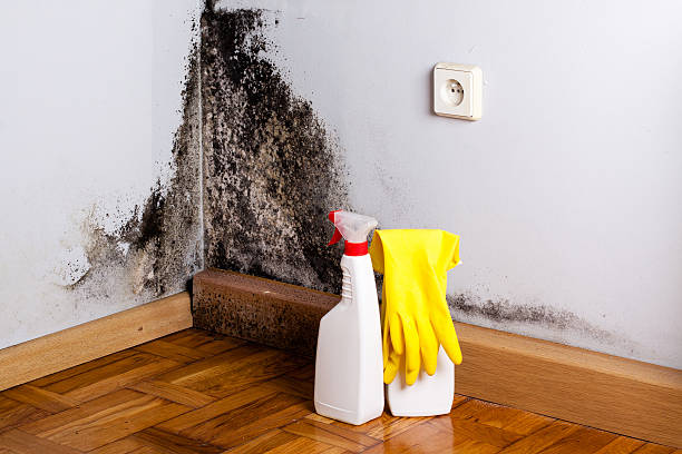 Best Black Mold Removal  in Miramar, FL