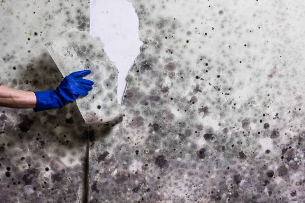 Best Commercial Mold Removal  in Miramar, FL
