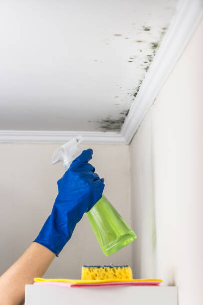 Professional Mold Removal in Miramar, FL
